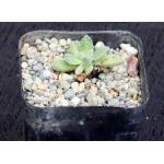 Crassula ausensis ssp. titanopsis 2-inch pots