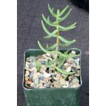 Crassula tetragona ssp. acutifolia 4-inch pots