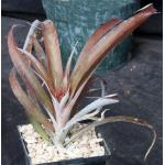 Cryptbergia ‘Red Burst‘ 5-inch pots