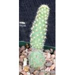Cumulopuntia tumida 4-inch pots