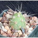 Cumulopuntia sphaerica fm sulfurea 3-inch pots