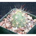 Cumulopuntia sphaerica fm sulfurea 4-inch pots