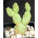 Cumulopuntia boliviana 3-inch pots