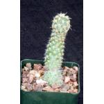 Cumulopuntia tumida 4-inch pots