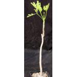 Cussonia spicata 5-inch pots