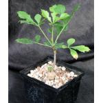 Cussonia paniculata 5-inch pots