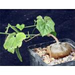 Cyclantheropsis parviflora 5-inch pots