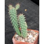 Cylindropuntia fulgida var. mammillita (monstrose) 3-inch pots