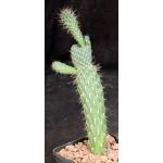 Cylindropuntia fulgida var. mammillita (monstrose) 5-inch pots