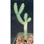 Cylindropuntia anteojoensis 4-inch pots