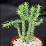 Cylindropuntia whipplei 5-inch pots