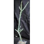 Cylindropuntia acanthocarpa var. ramosa 5-inch pots