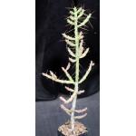 Cylindropuntia caribaea 2-inch pots