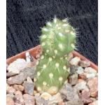 Cylindropuntia fulgida var. mammillita (monstrose) 3-inch pots