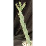 Cylindropuntia imbricata (double flowers) one-gallon pots