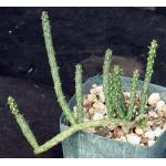 Cylindropuntia ramosissima 4-inch pots
