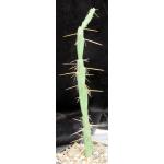 Cylindropuntia tunica (Baker 19099) one-gallon pots