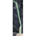 Cylindropuntia versicolor (red) 5-inch pots