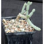 Cylindropuntia anteojoensis 5-inch pots