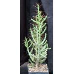 Cylindropuntia caribaea 5-inch pots