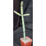 Cylindropuntia imbricata 4-inch pots