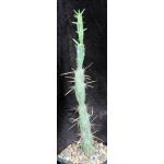 Cylindropuntia molesta 5-inch pots