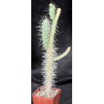 Cylindropuntia munzii (Baker 18469) 4-inch pots