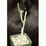 Cylindropuntia ramosissima 4-inch pots