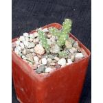 Cylindropuntia tunica (Baker 19099)4-inch pots