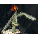 Cylindropuntia versicolor (red) one-gallon pots