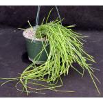 Cynanchum insigne (ISI 2001-49) 6-inch pots