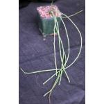 Cynanchum insigne (ISI 2001-49) 4-inch pots