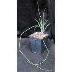 Cynanchum luteifluens 5-inch pots Cynanchum luteifluens 5-inch pots