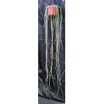 Cynanchum marnierianum 6-inch pots