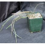 Cynanchum marnierianum 4-inch pots