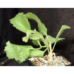 Cyphostemma seitziana one-gallon pots