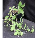 Cyphostemma adenocaule 5-inch pots