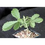 Cyphostemma adenocaule 5-inch pots