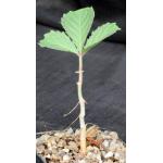 Cyphostemma adenocaule 5-inch pots