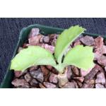 Cyphostemma currorii 4-inch pots