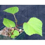 Cyphostemma grahamii 4-inch pots