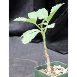 Cyphostemma hardyi 4-inch pots