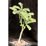 Cyphostemma hardyi 5-inch pots