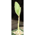 Cyphostemma juttae 4-inch pots