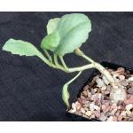 Cyphostemma juttae 5-inch pots