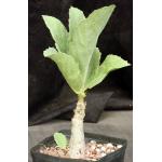 Cyphostemma juttae one-gallon pots