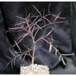 Cyphostemma mappia one-gallon pots