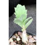 Cyphostemma seitziana 2-inch pots