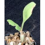 Cyphostemma seitziana 2-inch pots