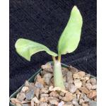 Cyphostemma seitziana 4-inch pots